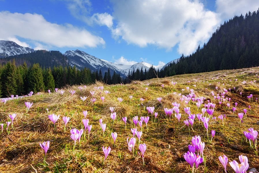 Jak zaplanować wyjazd do Zakopanego - wiosną w góry, pole krokusów